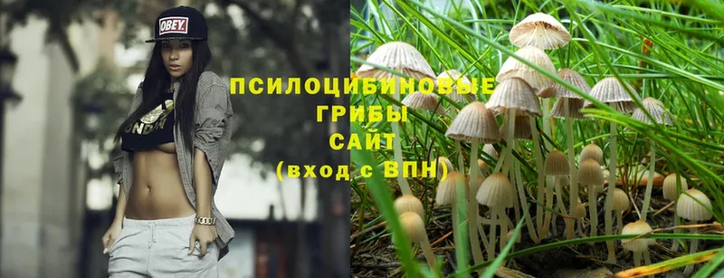 Псилоцибиновые грибы Psilocybe Родники